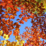 Fall Sampler